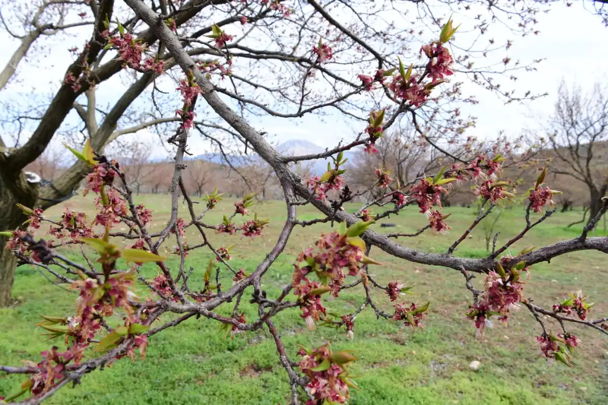 Dolu yağışı Malatya’yı vurdu, 7 ilçede 20 bin dekar alan etkilendi