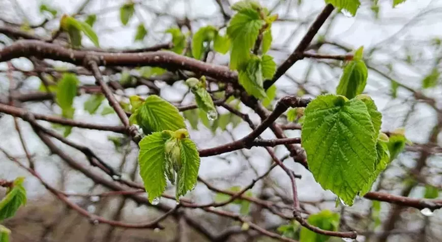 Fındık zirai don tehlikesi yaşamaya devam ediyor