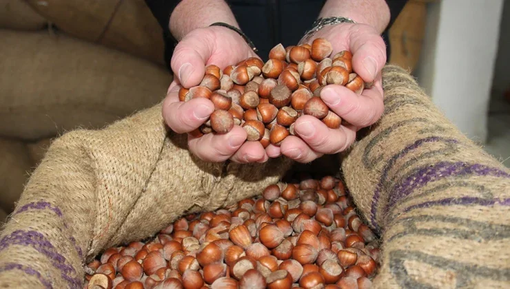 Fındıkta hareketlilik: 7 ayda 261 bin ton satış