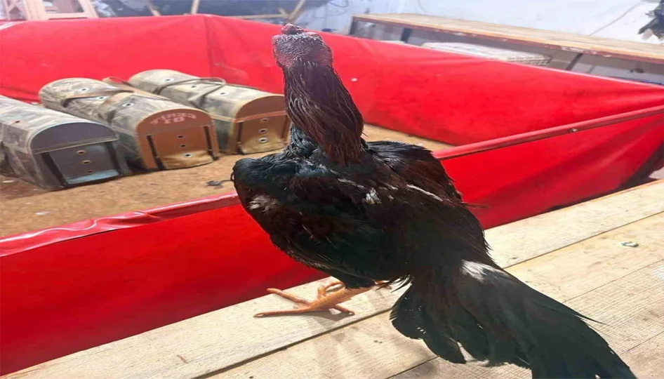 Horoz dövüşüne jandarma baskını: 11 kişiye 143 bin lira ceza