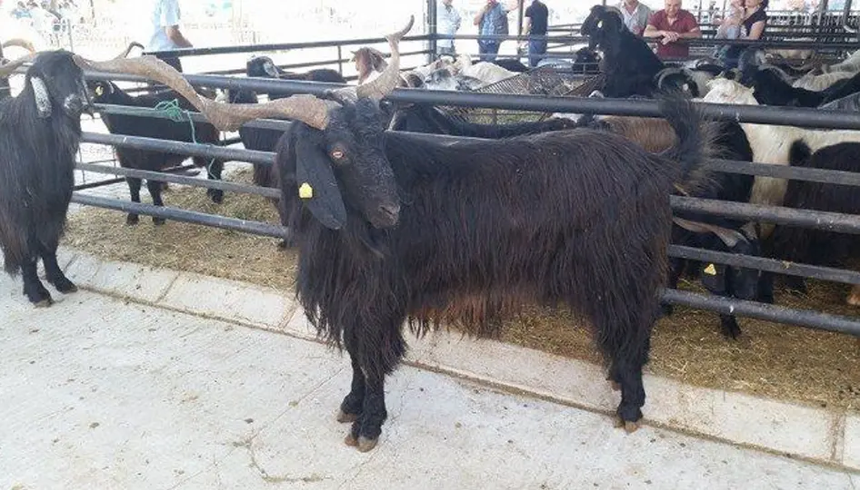 Isparta’da Kurbanlık hareketliliği başladı