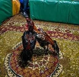 Kars’ta horoz dövüşü ve kumar operasyonu: 23 kişiye ceza yağdı