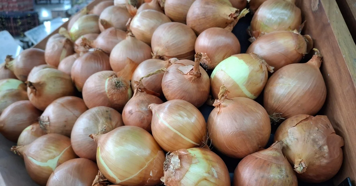 Kuru soğan ihracatı yıla hızlı başladı