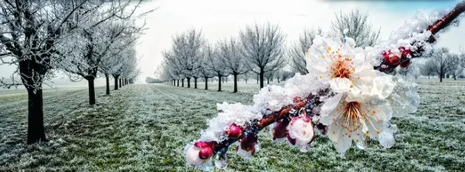 Malatya İl Tarım ve Orman Müdürlüğü’nden don uyarısı