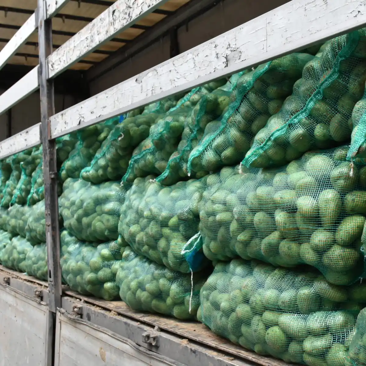 Nallıhan Belediyesi’nden üreticiye destek: Patetes tohumları toprakla buluşmaya hazır!
