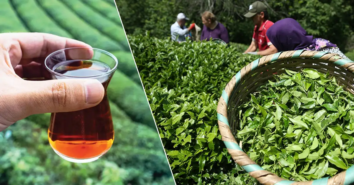 Türk çayı ihracatında rekor artış: 3 ayda 34,8 milyon dolar