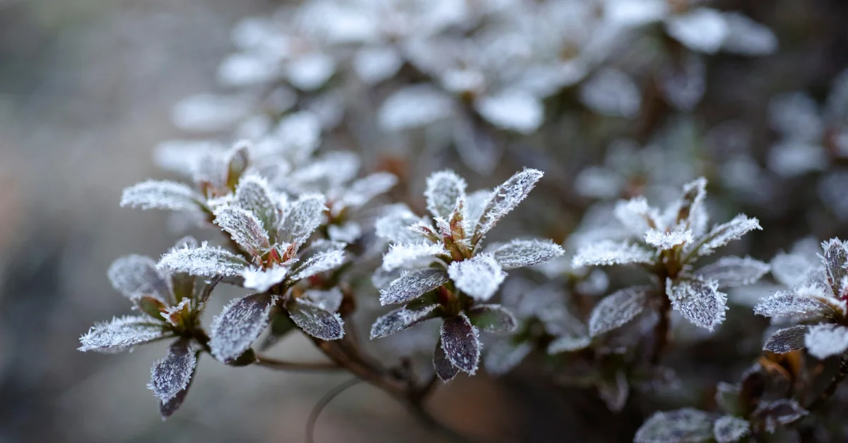 Zirai don alarmı: Soğuk hava birçok bölgeyi vuracak