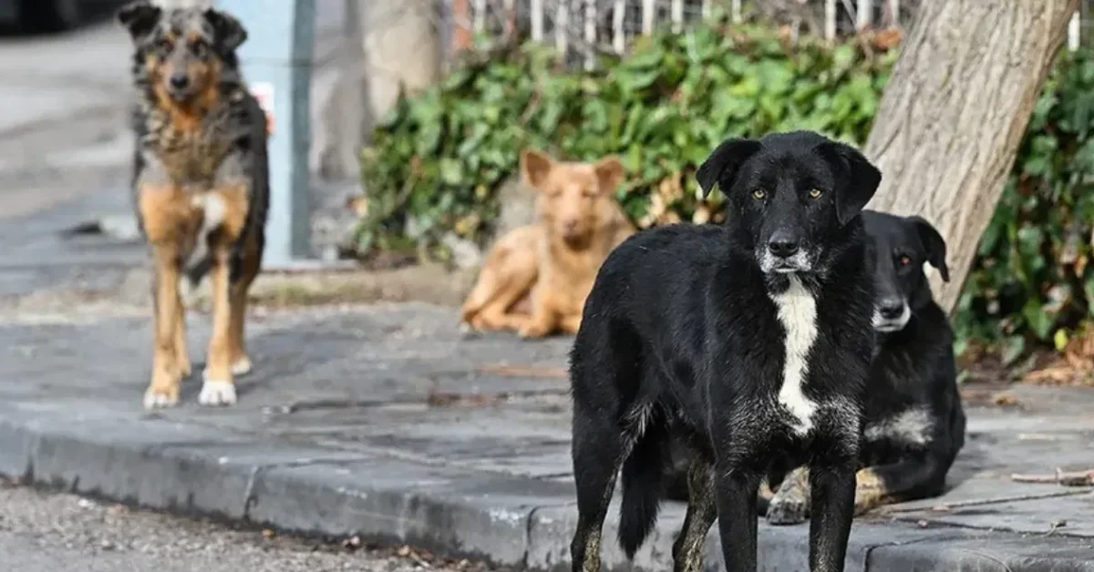 İngiltere’den tehlikeli köpek ırklarına yeni düzenleme