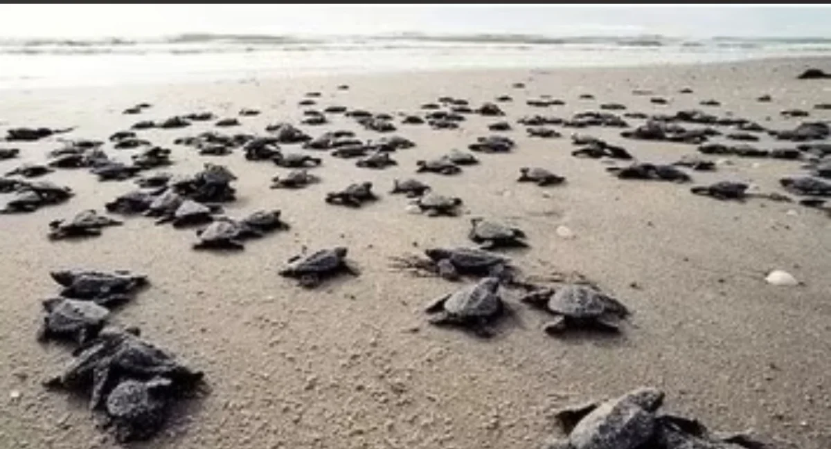 Antalya sahillerinde 25 bin caretta caretta yavrusu denizle buluştu