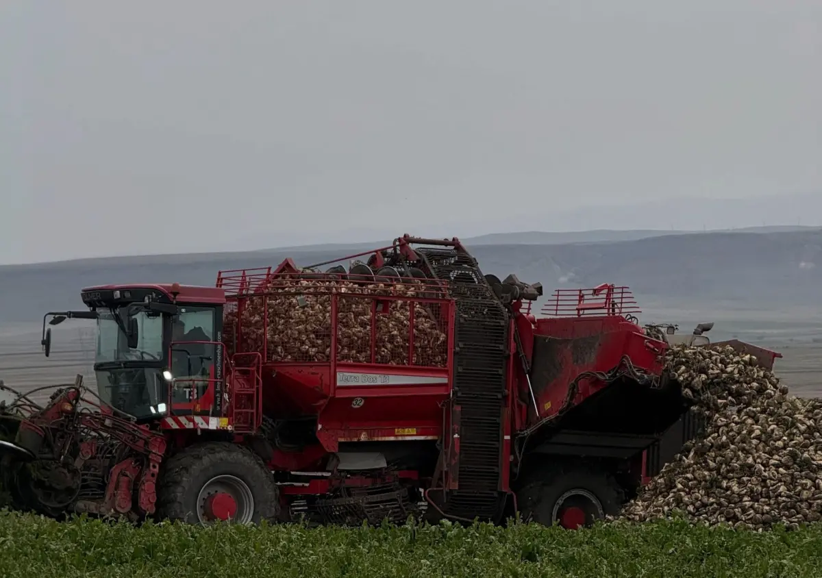 Kars Akyaka’da çiftçiler şeker pancarı başladı