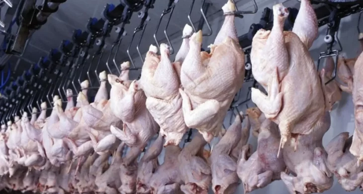 Haziran ayında tavuk eti üretimi rekor artış gösterdi