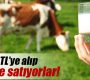 Üreticiden 1 TL’ye alınan süt tüketiciye 3 TL’ye satılıyor