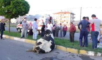 İneğini Yaralı Gören Kadın Fenalaştı