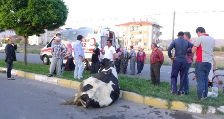 İneğini Yaralı Gören Kadın Fenalaştı