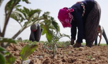 Savaştan kaçan Suriyeliler tarlada