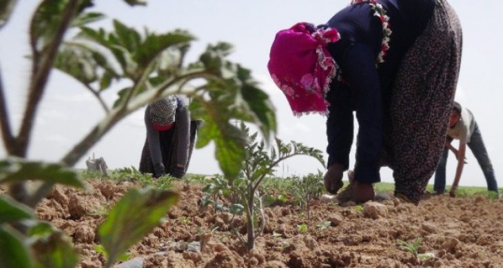 Savaştan kaçan Suriyeliler tarlada