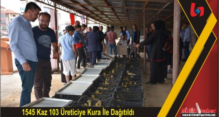 1545 Kaz 103 Üreticiye Kura İle Dağıtıldı