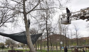 Çıktığı Ağaçtan İnemeyince Ağaçta Mahsur Kaldı