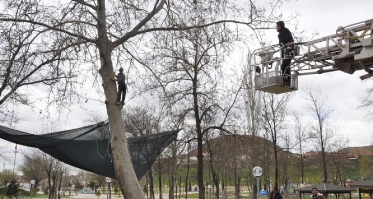 Çıktığı Ağaçtan İnemeyince Ağaçta Mahsur Kaldı