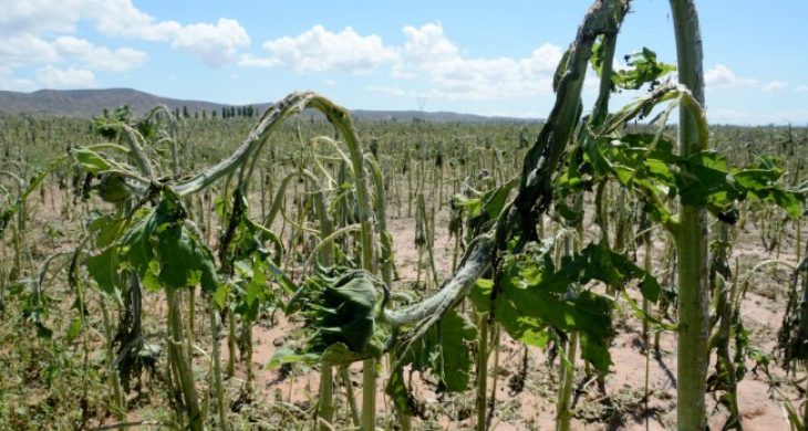 Sel Ve Dolu Tarım Arazilerini Vurdu