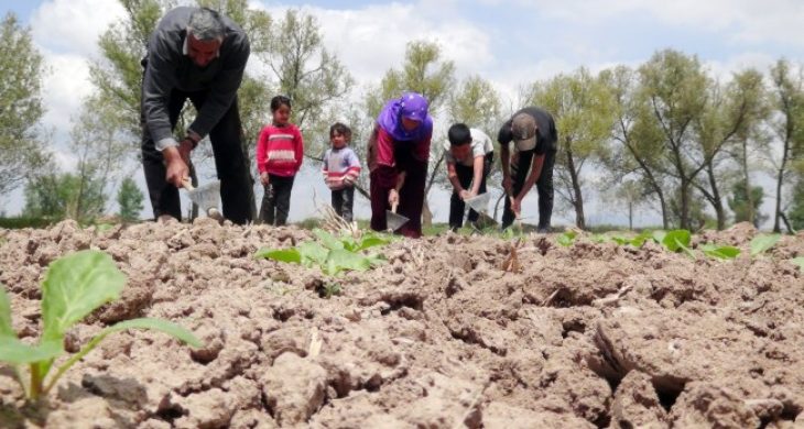 Şanlıurfalı İşçiler Çoluk Çocuk Tarlada
