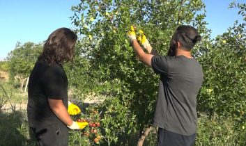 Tek ağaçla başladı, 8 dönümde Hünnap üreticisi oldu