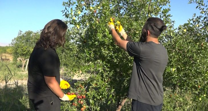 Tek ağaçla başladı, 8 dönümde Hünnap üreticisi oldu