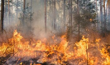 2025’te 6 bin 800 yangın çıktı: 80 bin hektar alan yandı