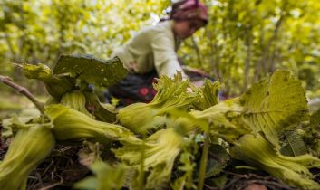 Ordu’da fındık toplamaya rekor başvuru
