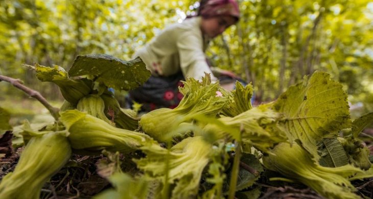 Ordu’da fındık toplamaya rekor başvuru