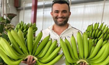 Serik’te yetiştirilen yerli muz, ithal ürünleri geride bıraktı