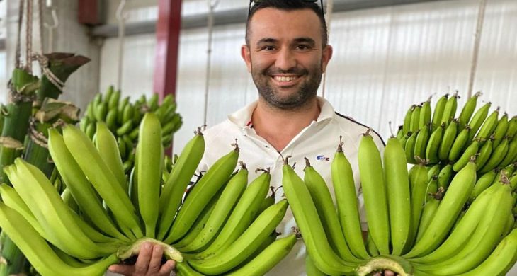 Serik’te yetiştirilen yerli muz, ithal ürünleri geride bıraktı