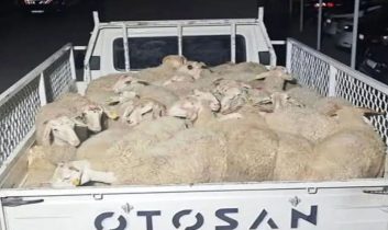 Isparta’da 32 küçükbaş hayvanı çalan şüpheliler Uşak’ta yakalandı