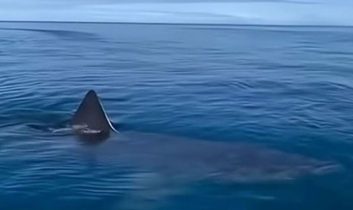 Sahte köpekbalığı videosu paniğe neden oldu: Kemer’le ilgisi yok!