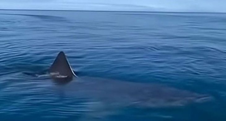 Sahte köpekbalığı videosu paniğe neden oldu: Kemer’le ilgisi yok!