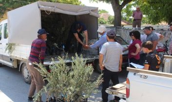 Antalya Büyükşehir Belediyesi’nden 19 ilçeye 40 bin zeytin fidanı desteği
