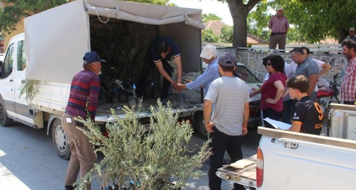Antalya Büyükşehir Belediyesi’nden 19 ilçeye 40 bin zeytin fidanı desteği