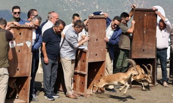 Amasya’da 5 yaban keçisi doğaya salındı