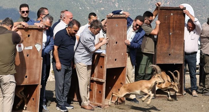 Amasya’da 5 yaban keçisi doğaya salındı