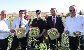 Amasya’nın çeyrek altını “çiçek bamyası” hasadı başladı