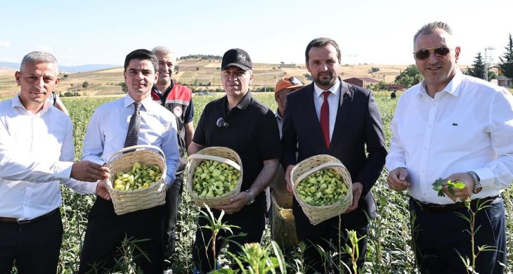 Amasya’nın çeyrek altını “çiçek bamyası” hasadı başladı