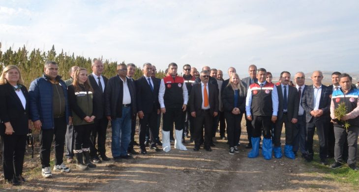 Türkiye’nin ilk yerli ve milli “Vezir Kenevirinin” hasadı Amasya’da gerçekleştirildi