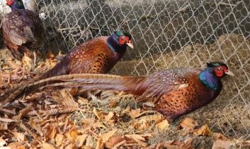 Osmanlı mutfağının gözdesi Sülün, Amasya Üniversitesi’nde üretildi