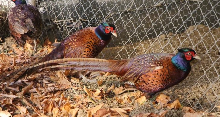 Osmanlı mutfağının gözdesi Sülün, Amasya Üniversitesi’nde üretildi