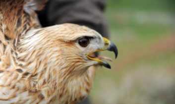 Yaralı Kızıl Şahini Jandarma Ekibi Kurtardı