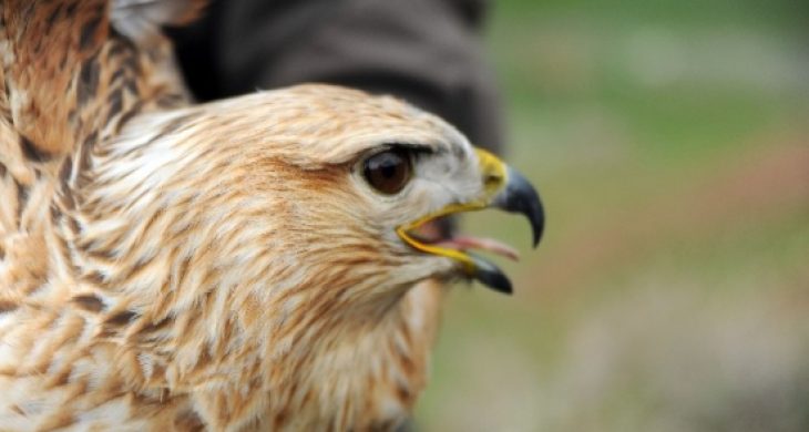 Yaralı Kızıl Şahini Jandarma Ekibi Kurtardı
