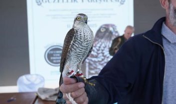 Atmaca Güzellik Yarışması