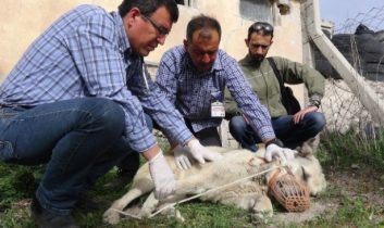 Ayağı Kırılan Köpeğe Sahip Çıktılar