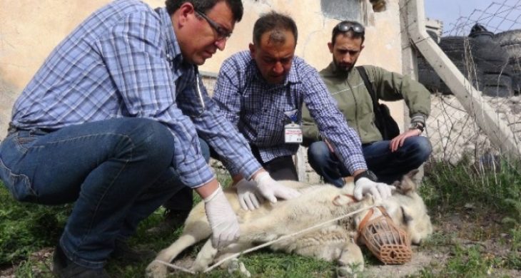 Ayağı Kırılan Köpeğe Sahip Çıktılar