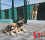 Aksaray Belediyesinden Malaklı Köpekleri Çiftliği